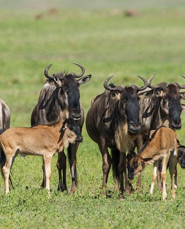 4-Day Wildebeests Migration Calving Period