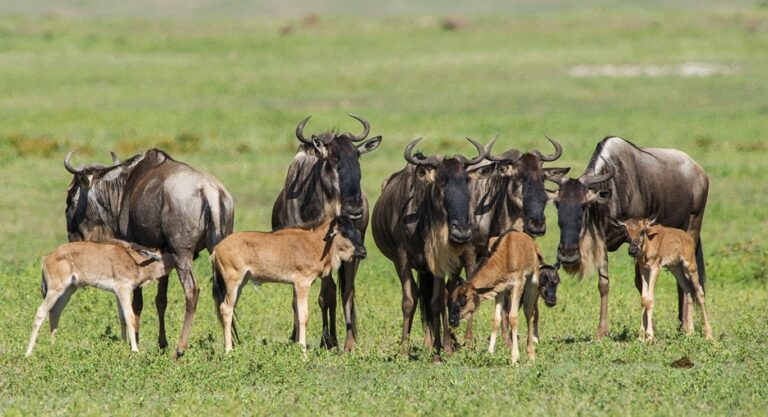 4-Day Wildebeests Migration Calving Period