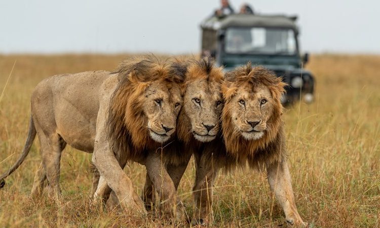 4-Days-Serengeti-Wildlife-Safari-750×450
