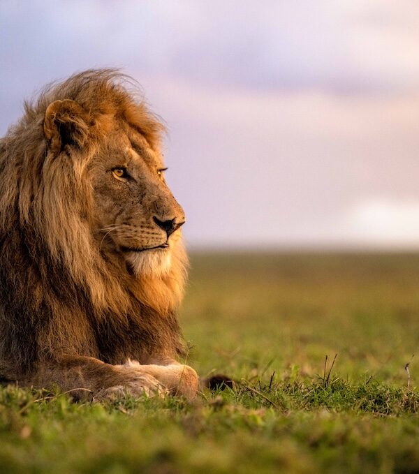 serengeti lion
