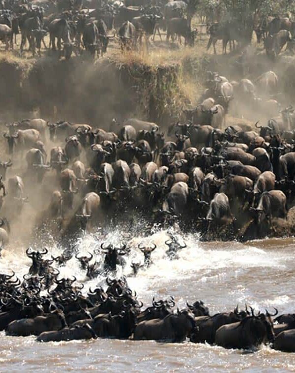 Great Migration Safari