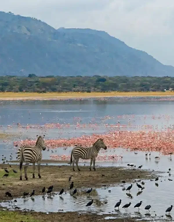 ADS-Regions-LakeManyaraNationalPark